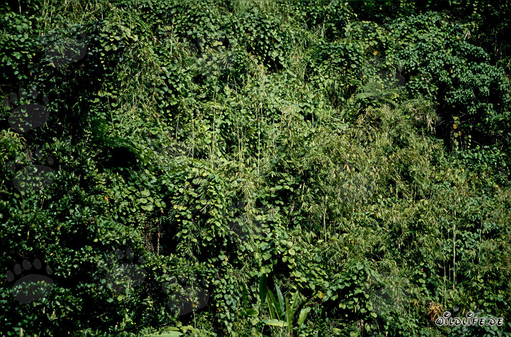 Forêt tropicale pittoresque à Viti Levu, Fidji
