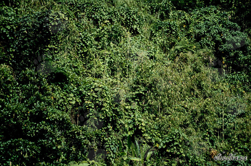Picturesque Rainforest on Viti Levu, Fiji