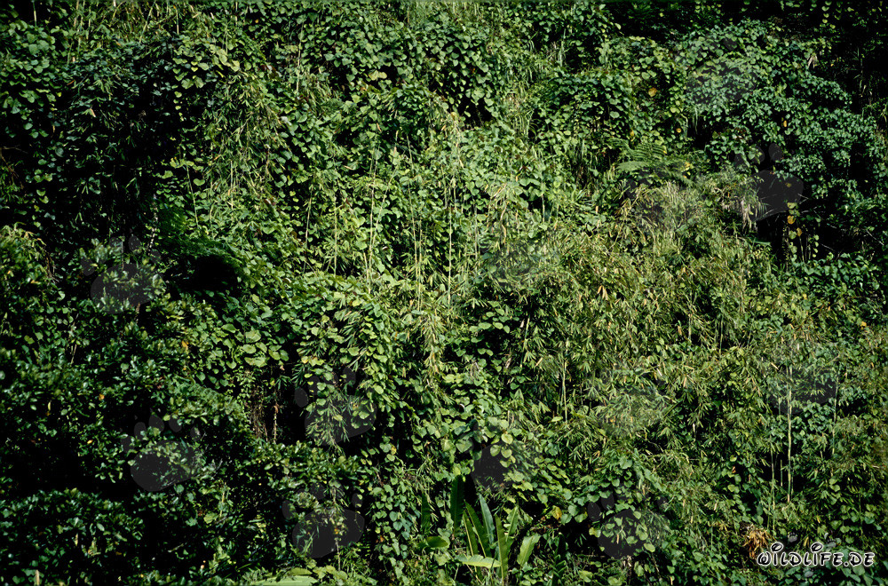 Malerischer Regenwald auf Viti Levu, Fidschi