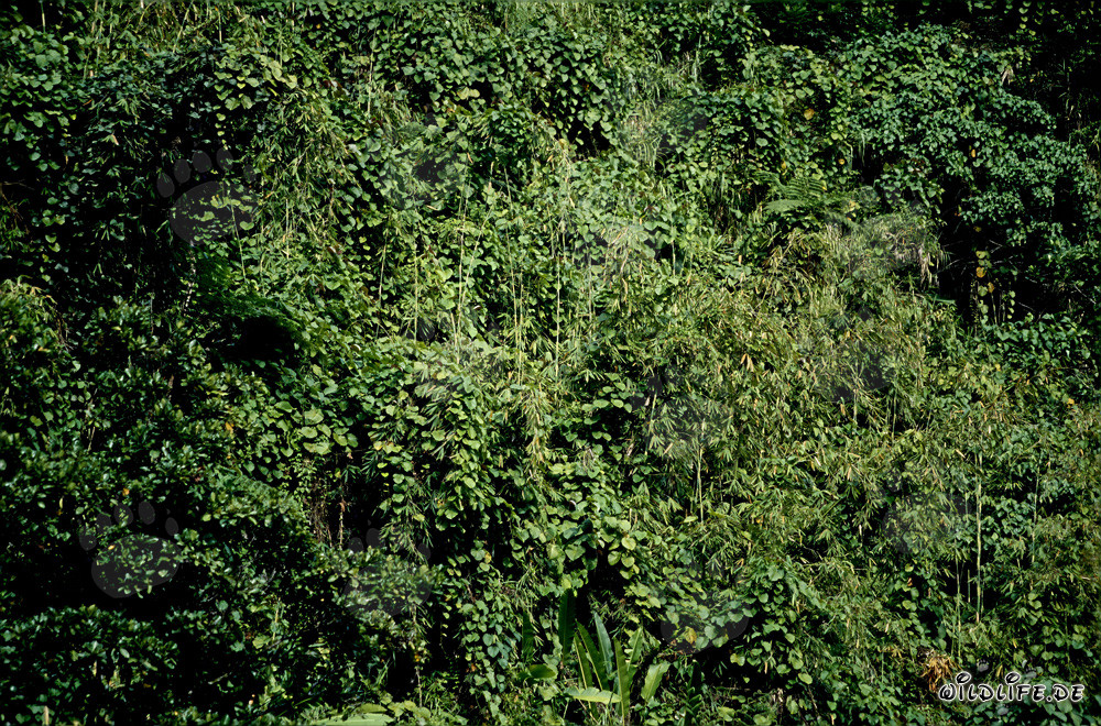 Selva pintoresca en Viti Levu, Fiyi