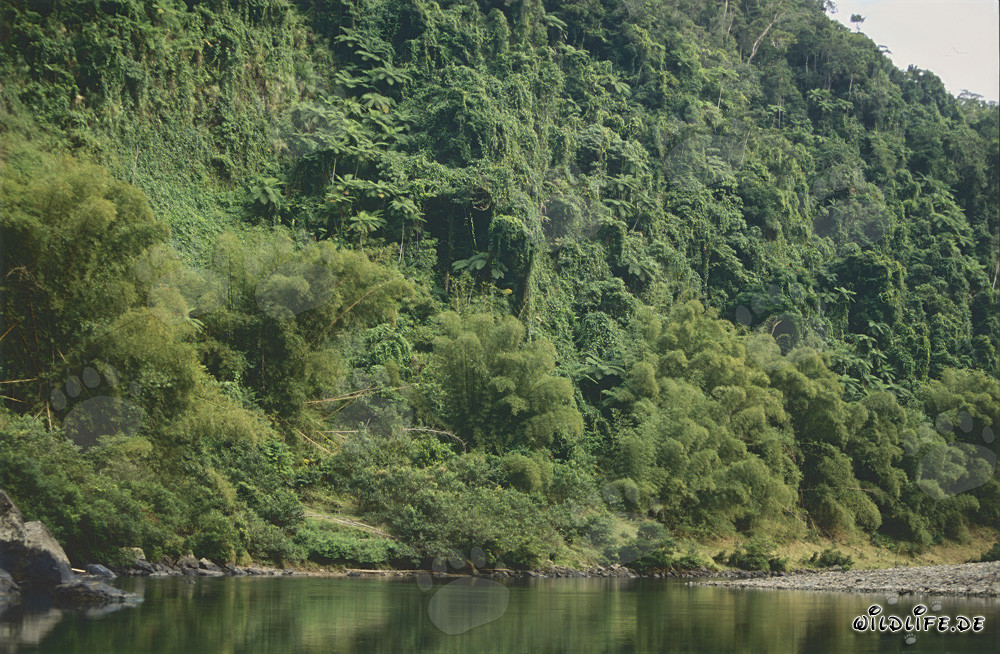 Foresta pluviale maestosa lungo il pittoresco fiume Navua su Viti Levu