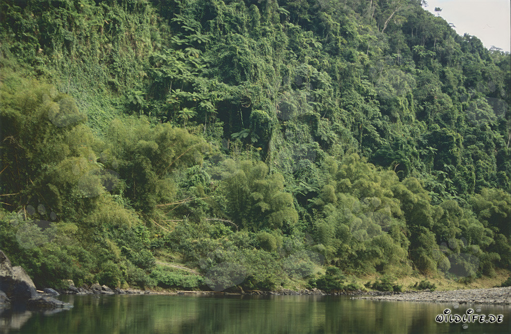 Forêt tropicale majestueuse le long de la pittoresque rivière Navua sur Viti Levu