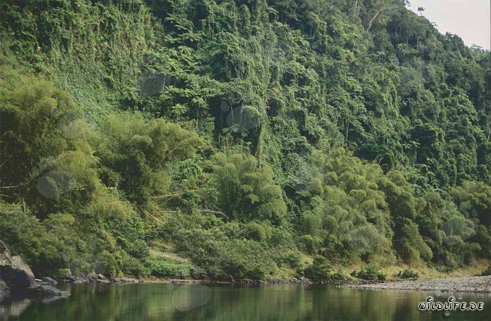 Majestic rainforest along the picturesque Navua River on Viti Levu