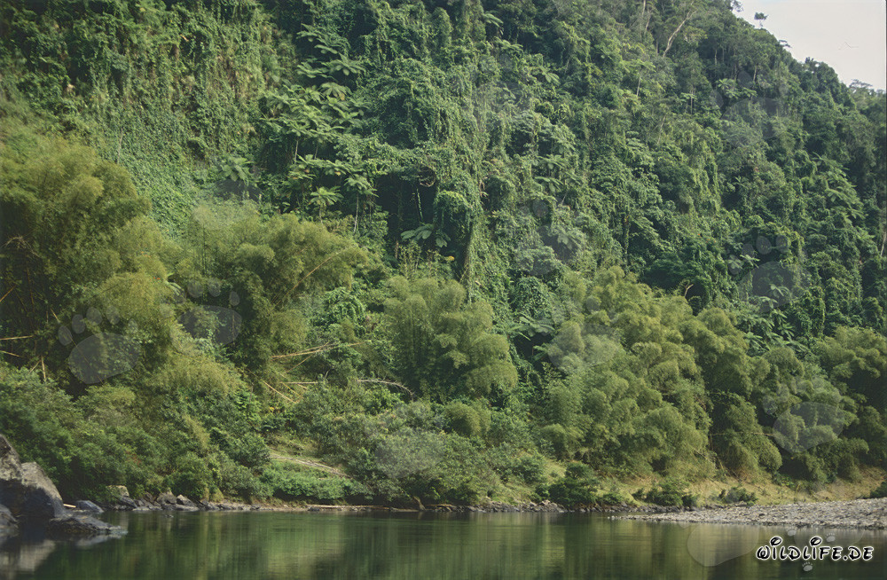Majestätischer Regenwald entlang des malerischen Navua River auf Viti Levu