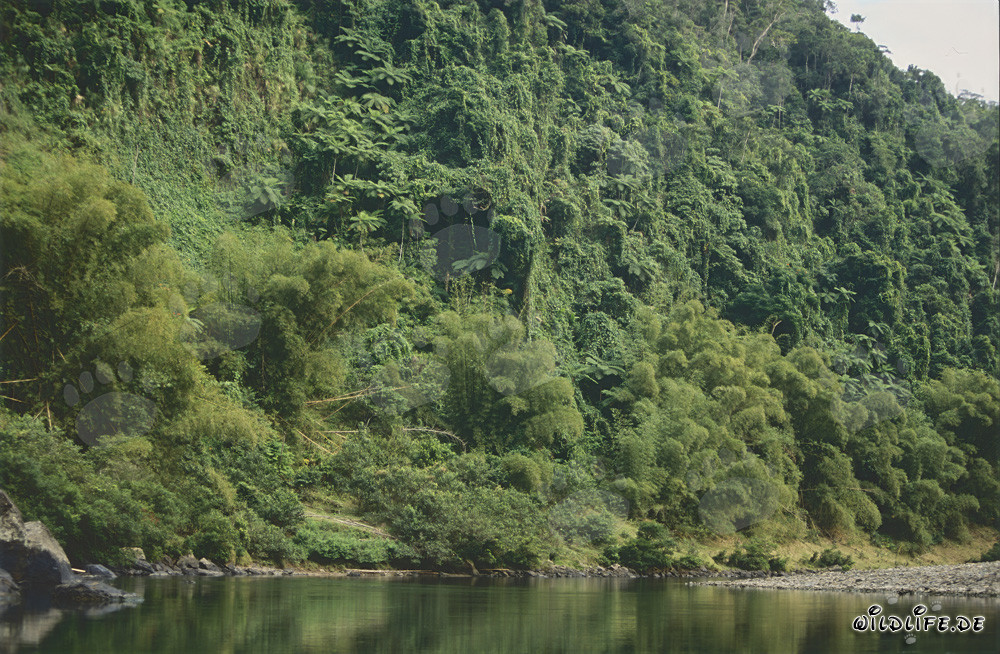 Selva majestuosa a lo largo del pintoresco río Navua en Viti Levu