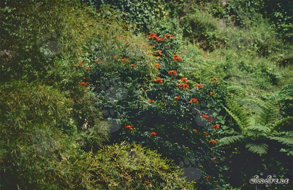 Fiori rossi luminosi nella lussureggiante foresta pluviale di Viti Levu, Figi