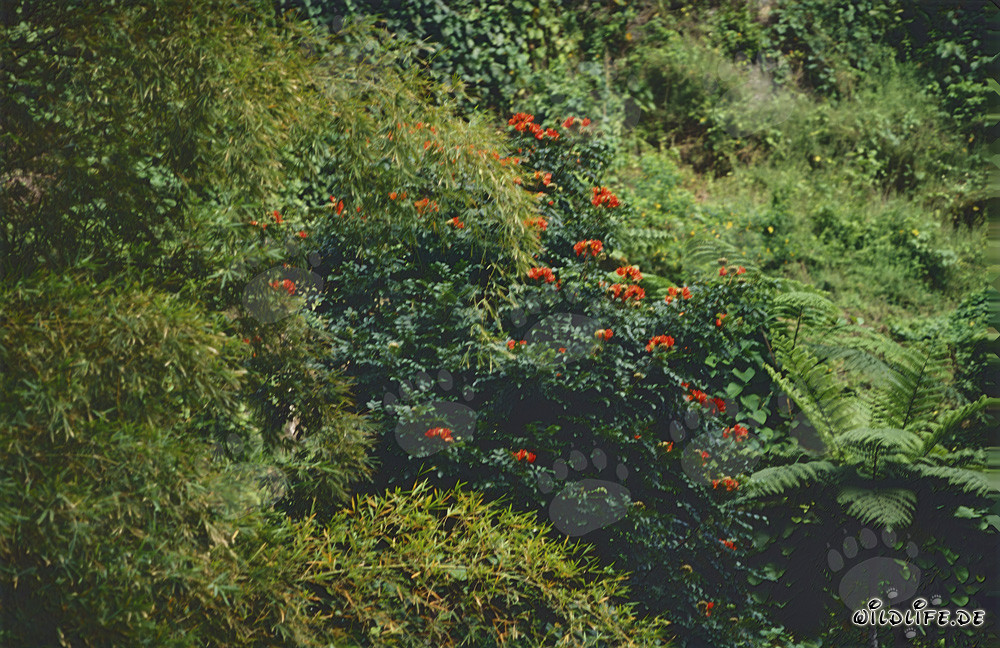 Fleurs rouges lumineuses dans la luxuriante forêt tropicale de Viti Levu, Fidji