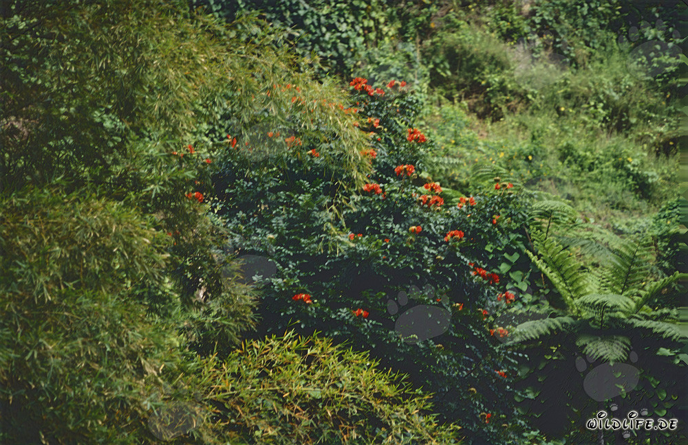Flores rojas brillantes en la exuberante selva de Viti Levu, Fiyi