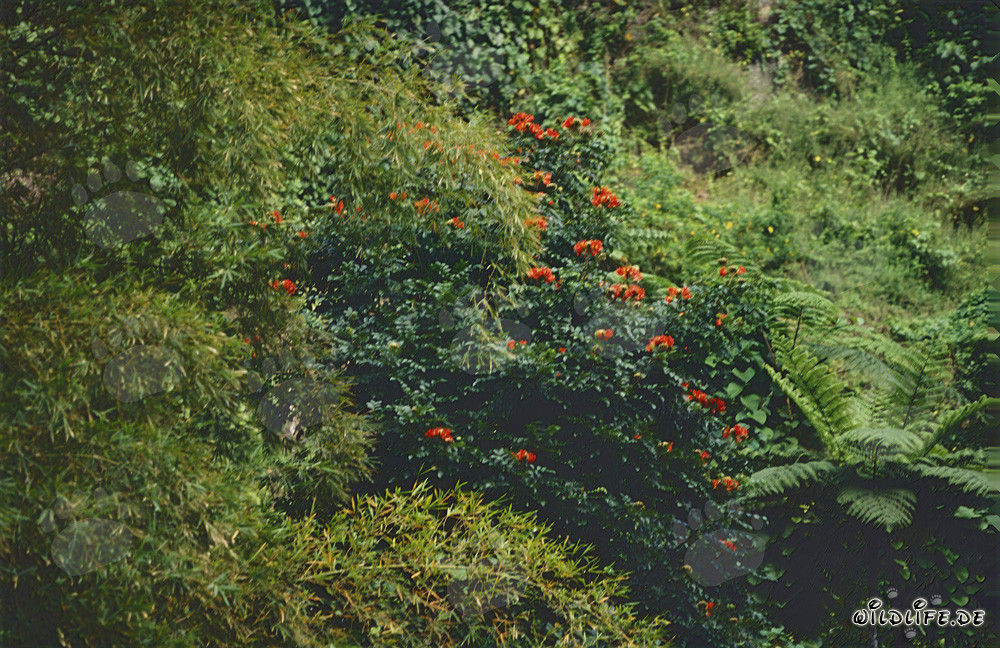 Vibrant red flowers in the lush rainforest of Viti Levu, Fiji