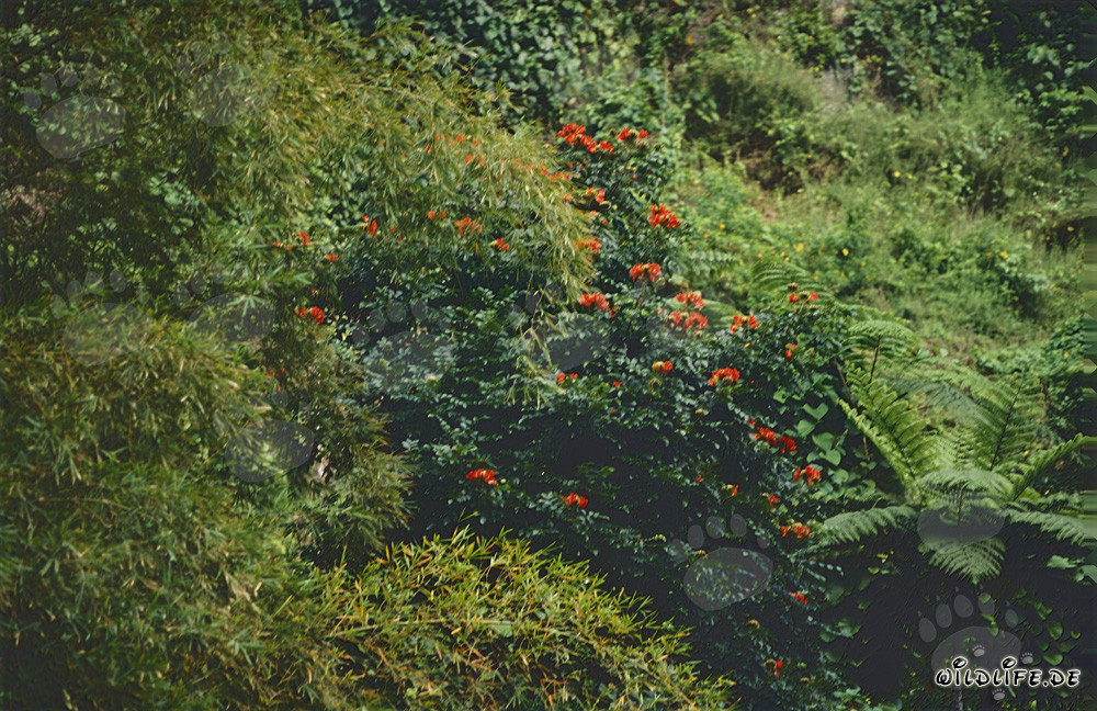 Leuchtend rote Blüten im üppigen Regenwald von Viti Levu, Fidschi