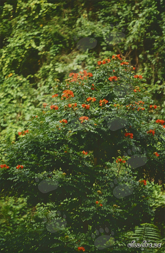 Blühende rote Hibiskusblumen im üppigen Regenwald von Viti Levu, Fidschi