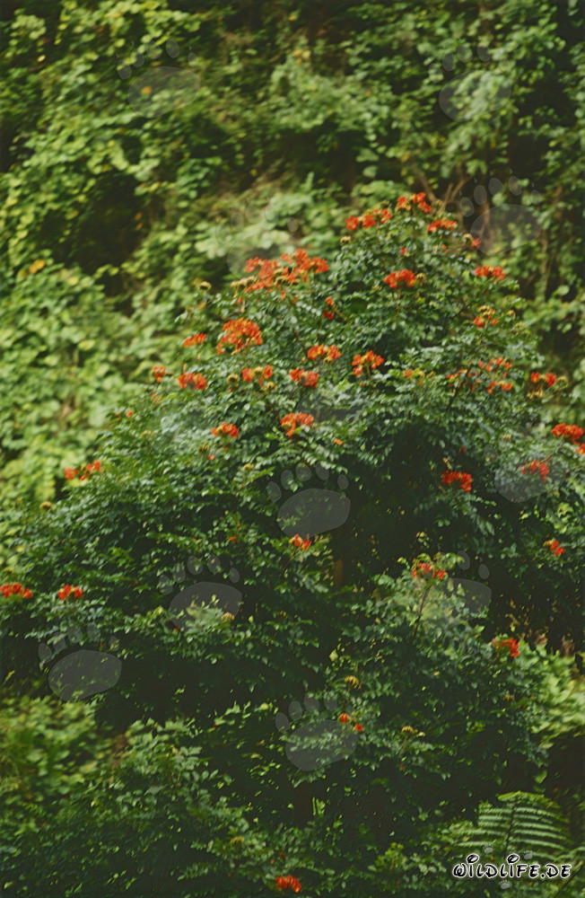 Fiori di ibisco rosso in fiore nella lussureggiante foresta pluviale di Viti Levu, Figi