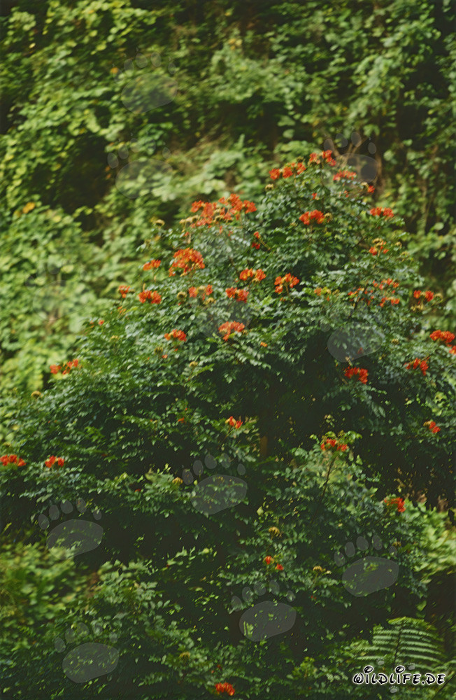 Fleurs d'hibiscus rouges florissantes dans la luxuriante forêt tropicale de Viti Levu, Fidji