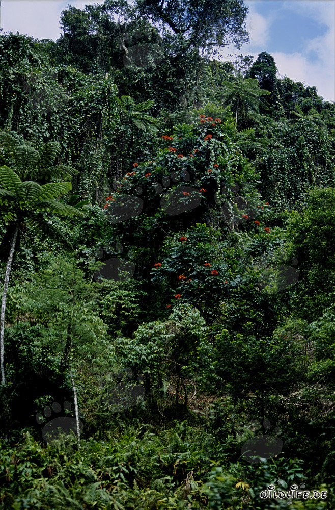 Farbenprächtige Blüten im Regenwald von Fiji