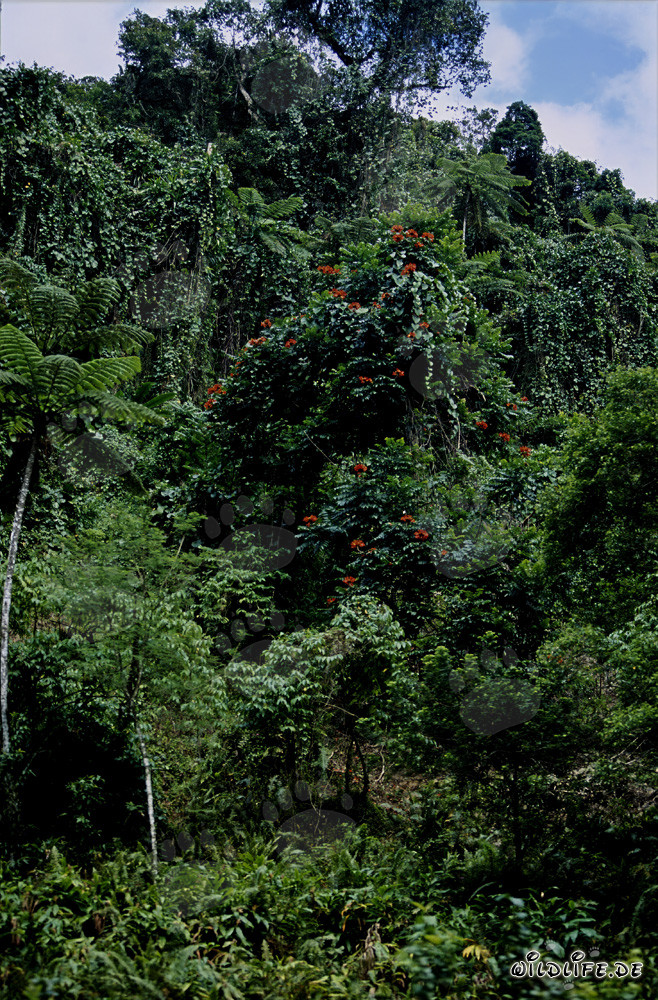 Fiori colorati nella foresta pluviale di Fiji