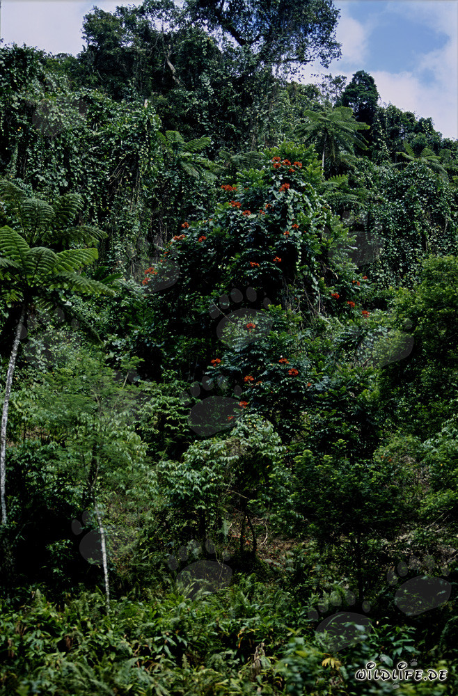Fleurs colorées dans la forêt tropicale de Fidji