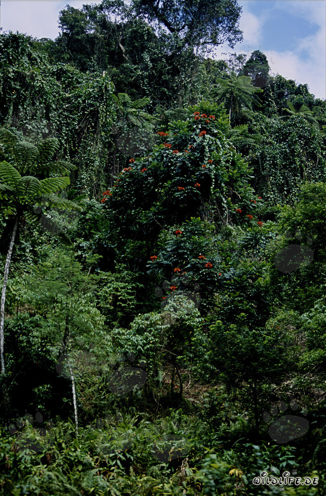 Flores coloridas en la selva tropical de Fiji