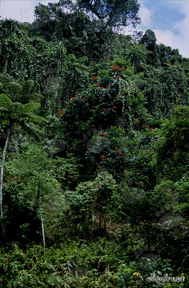 Colorful flowers in the rainforest of Fiji