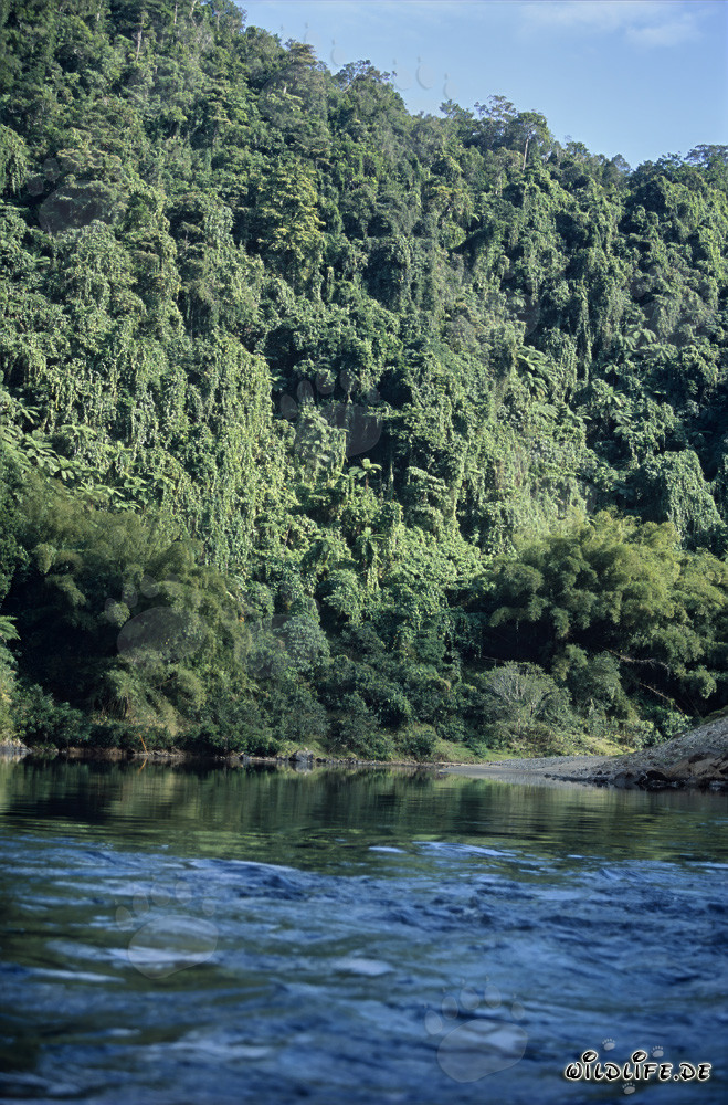 Foresta pluviale maestosa lungo il fiume Navua a Viti Levu, Figi