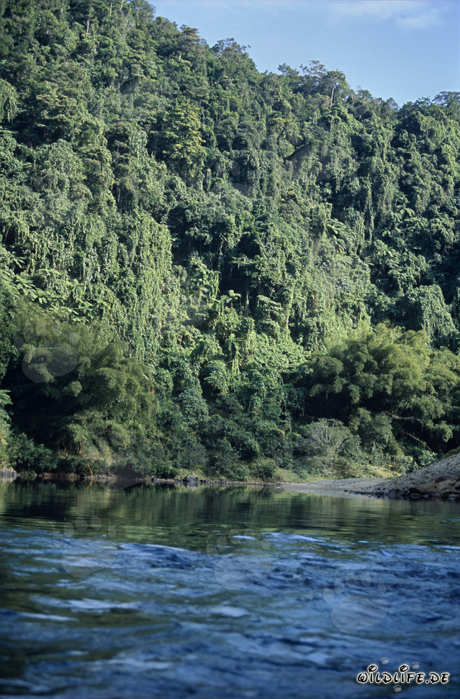 Majestic rainforest along the Navua River on Viti Levu, Fiji