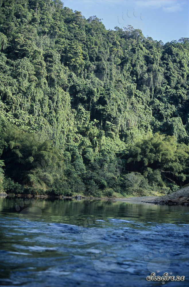 Selva majestuosa a lo largo del río Navua en Viti Levu, Fiji