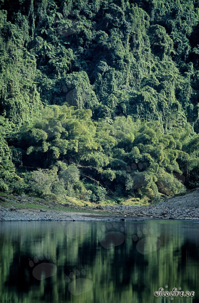 Reflection of the Rainforest in the Navua River on Viti Levu, Fiji