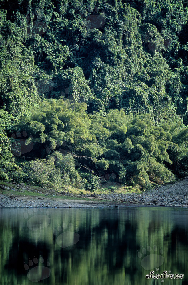Reflejo de la selva en el río Navua en Viti Levu, Fiji