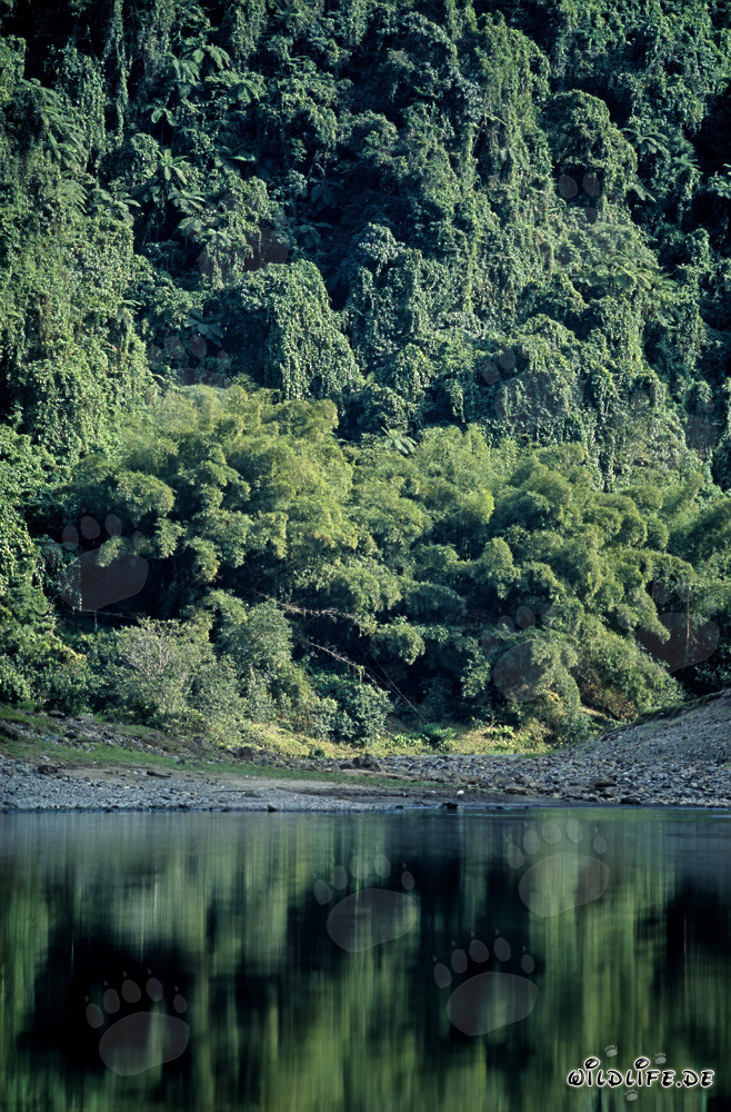 Reflet de la forêt tropicale dans la rivière Navua à Viti Levu, Fidji