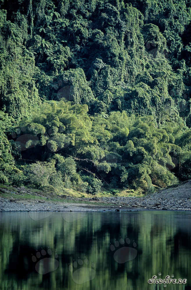 Spiegelung des Regenwalds im Navua River auf Viti Levu, Fidschi