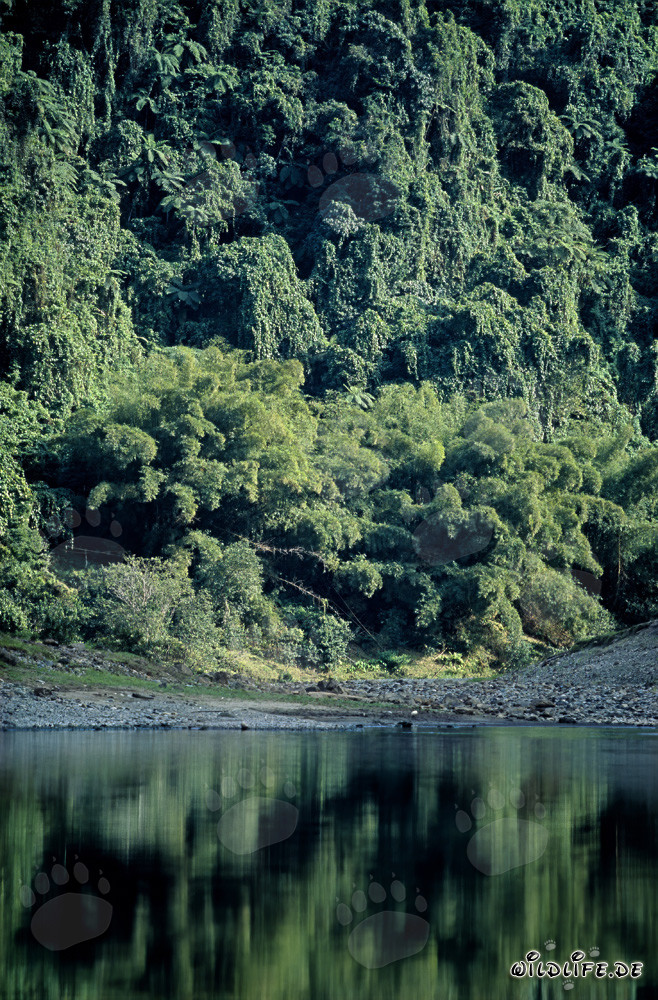Riflesso della foresta pluviale nel fiume Navua a Viti Levu, Figi