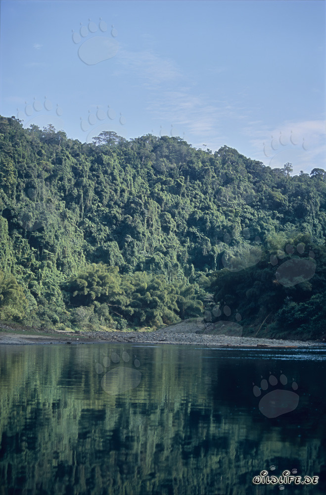 Pittoresco bosco pluviale lungo il fiume Navua a Viti Levu, Figi