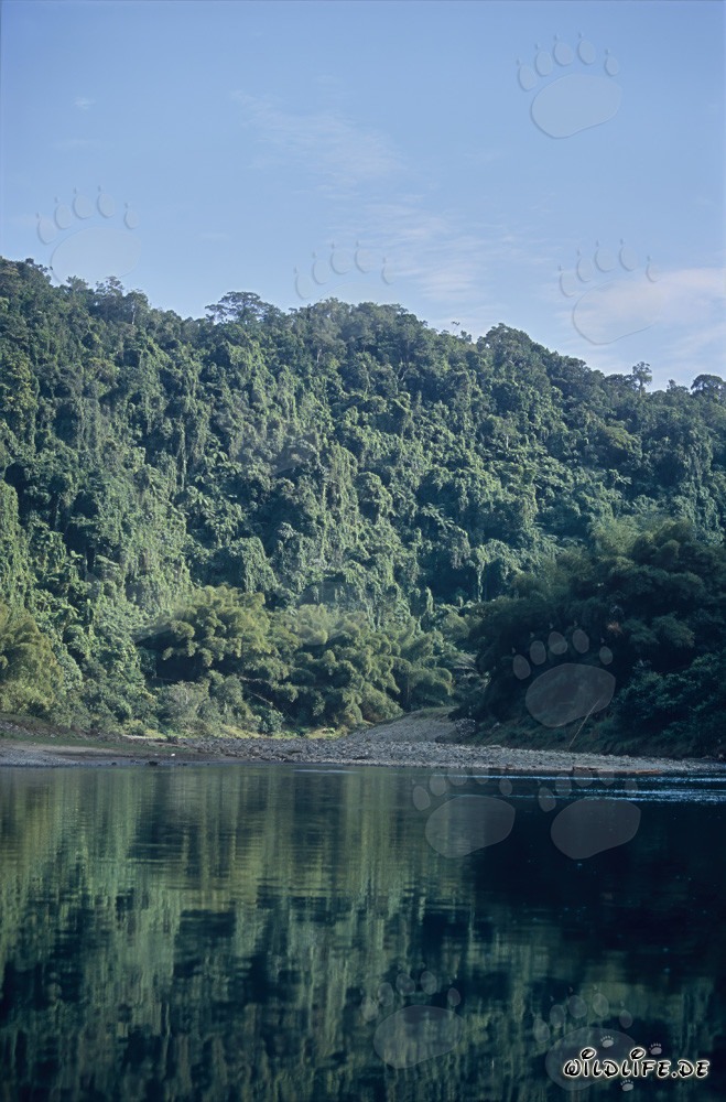 Forêt tropicale pittoresque le long de la rivière Navua à Viti Levu, Fidji