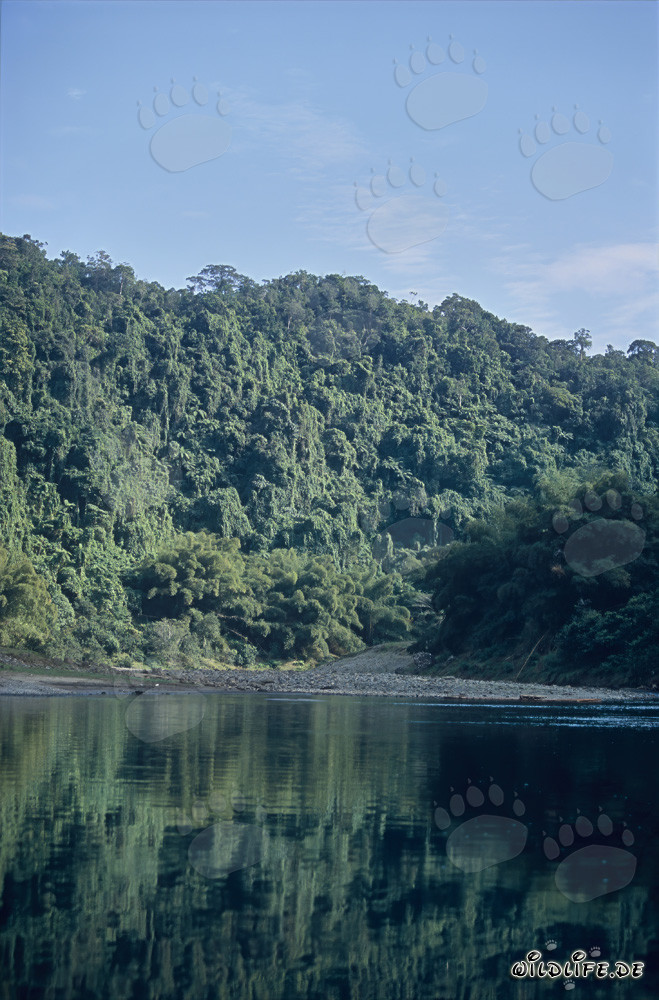 Picturesque Rainforest at Navua River on Viti Levu, Fiji