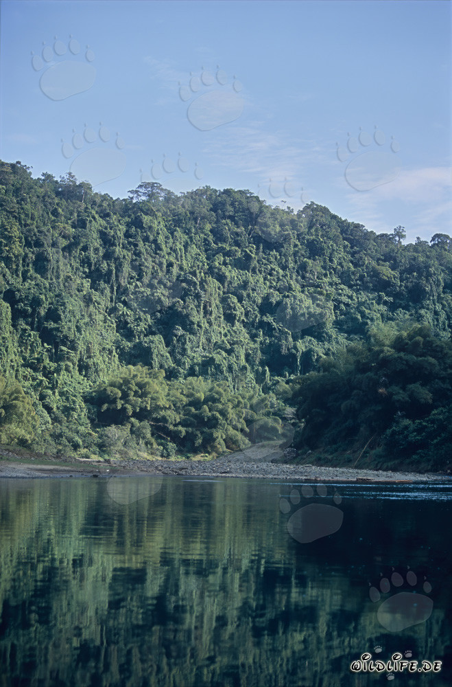 Malerischer Regenwald am Navua Fluss auf Viti Levu, Fidschi