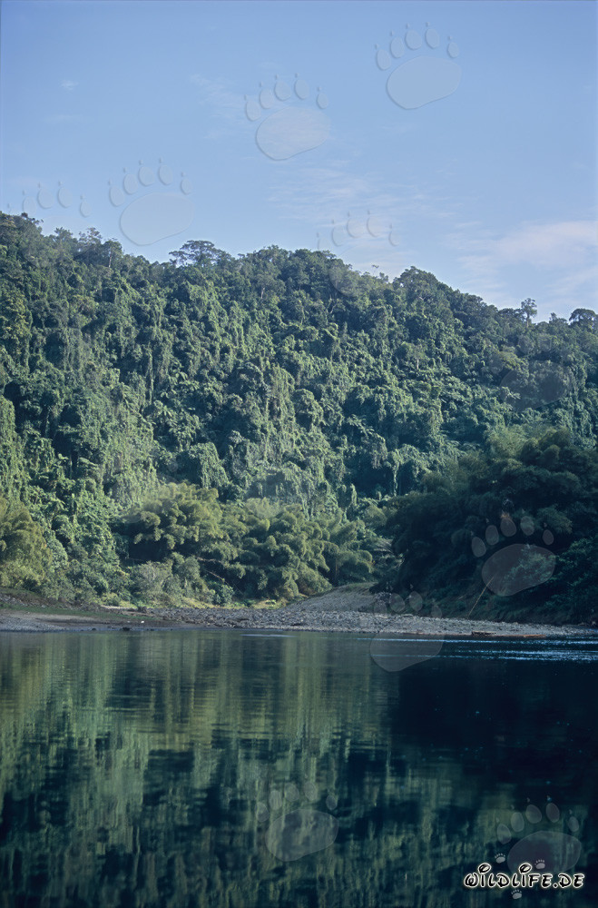Selva pintoresca a lo largo del río Navua en Viti Levu, Fiyi