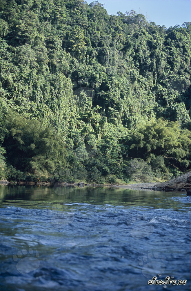 Dichter Regenwald bis zum Ufer des Navua River