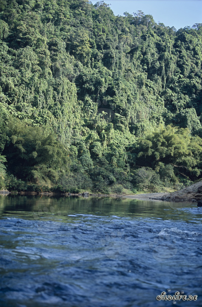 Forest tropicale fitta fino al fiume Navua