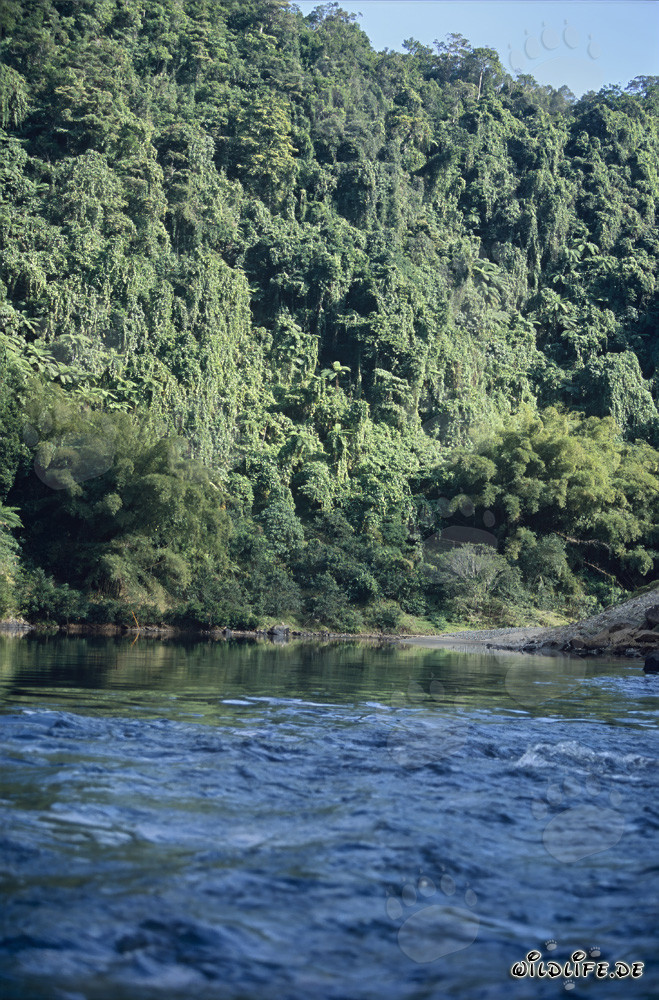 Forêt tropicale dense jusqu'au bord de la rivière Navua