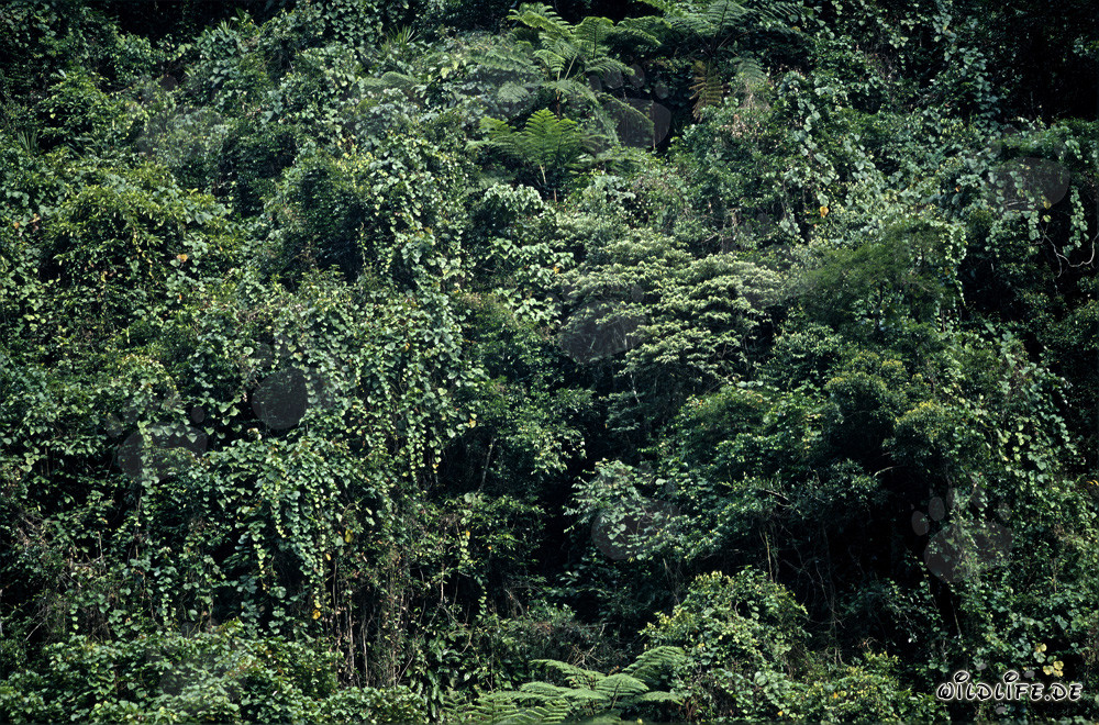 Forêt tropicale de Fidji - Découvrez la diversité de la nature à Viti Levu