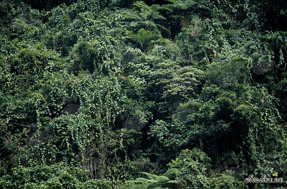 Fidschi Regenwald - Entdecke die vielfältige Naturwelt auf Viti Levu