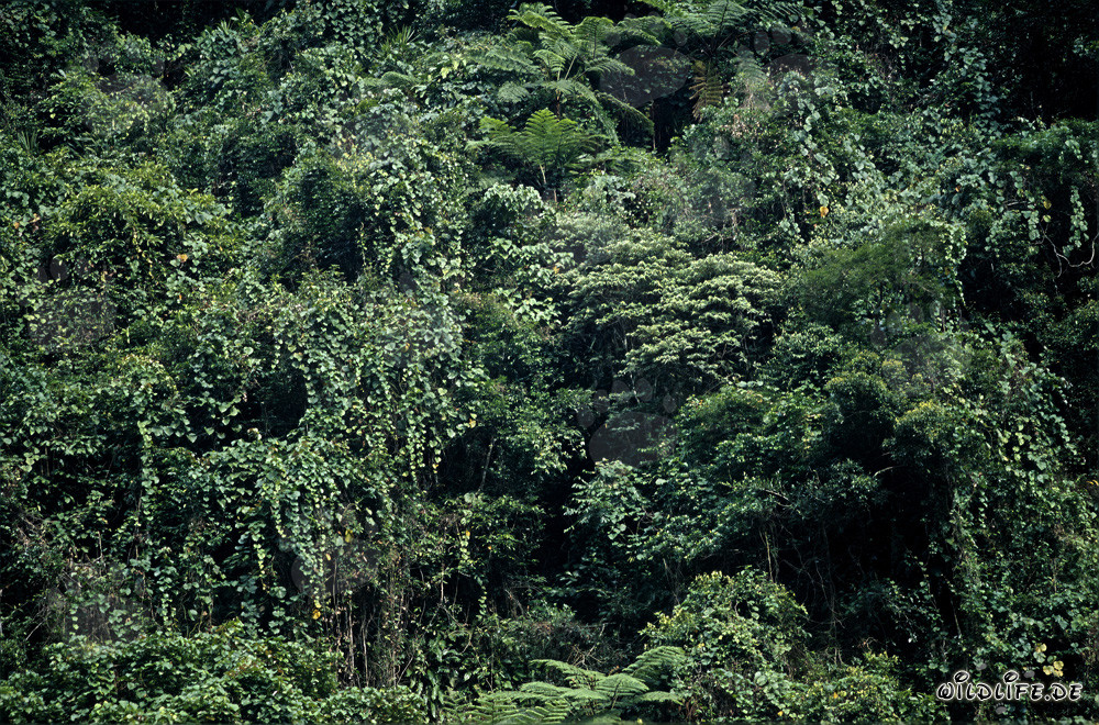 Selva de Fiji - Descubre la diversa naturaleza en Viti Levu