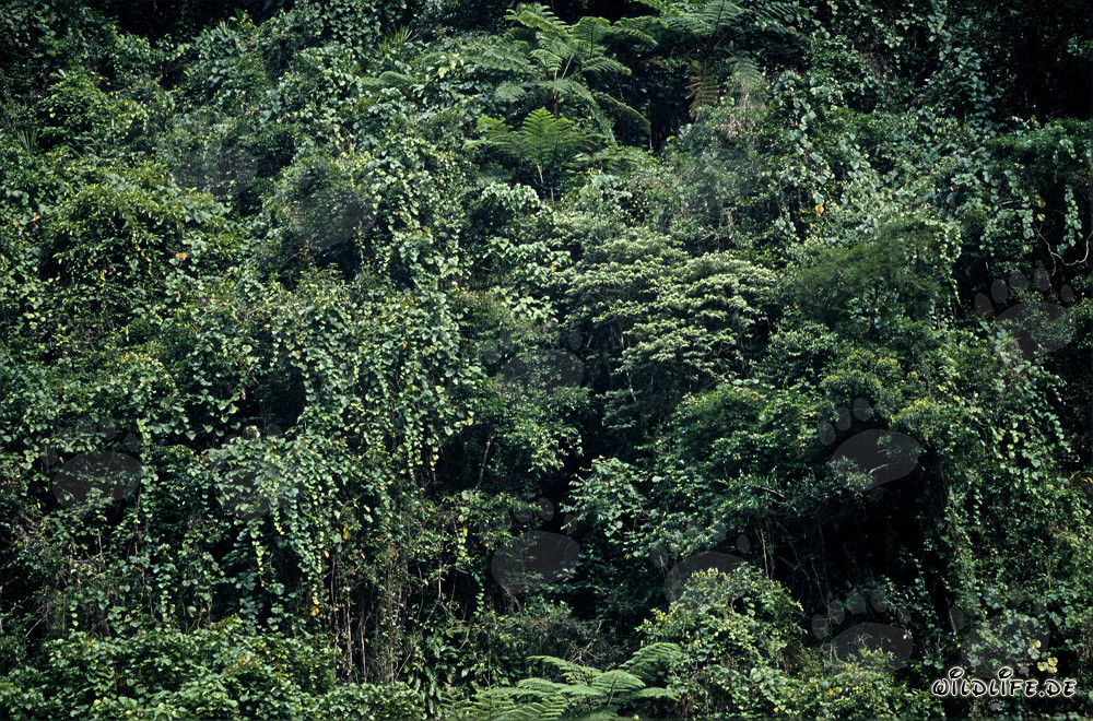 Fiji Rainforest - Explore the Diverse Wildlife on Viti Levu