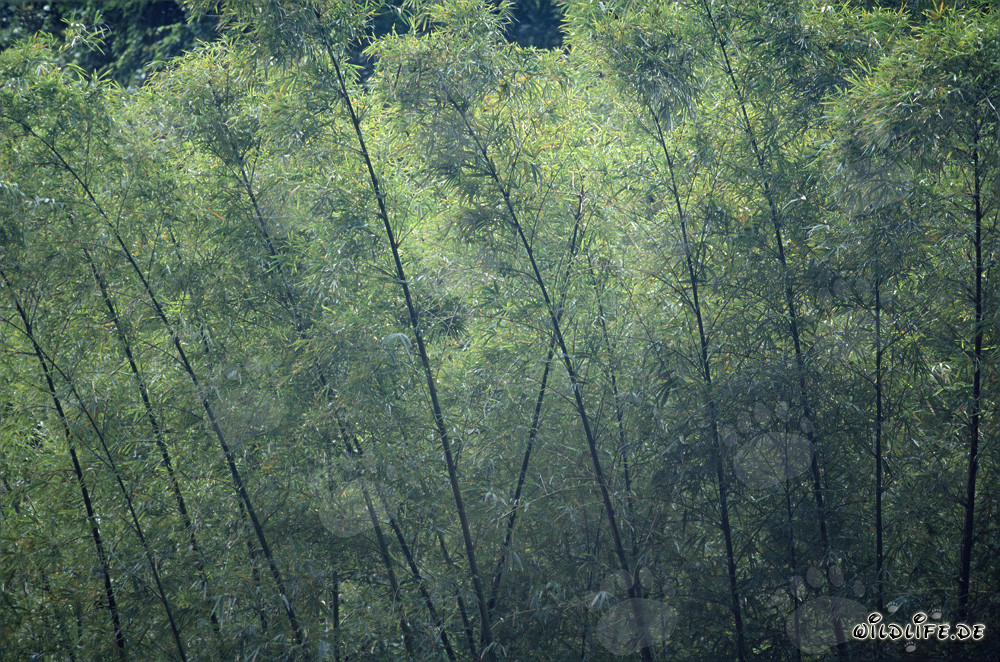 Bamboo plants in the lush rainforest of Viti Levu, Fiji