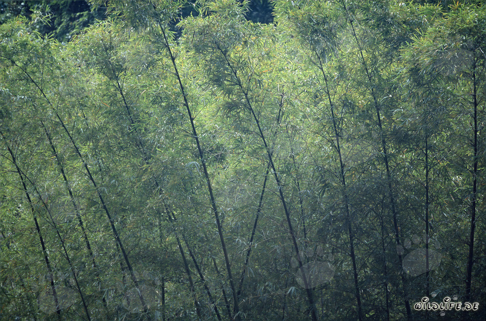 Bambuspflanzen im üppigen Regenwald von Viti Levu, Fidschi