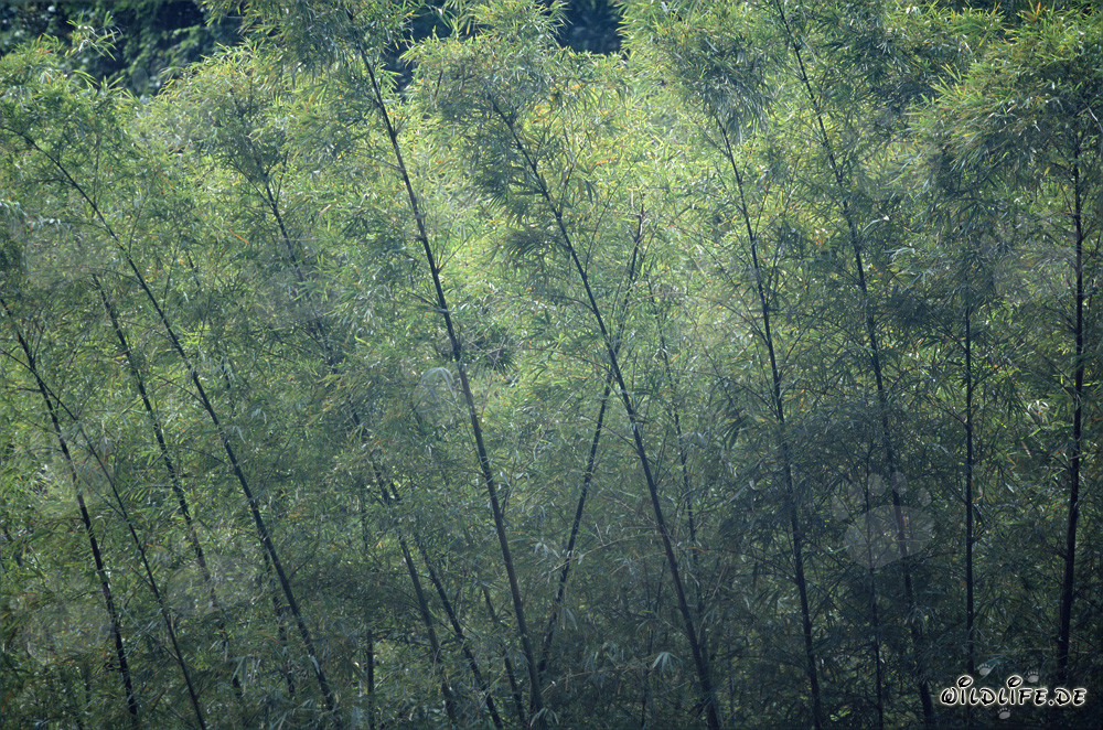 Piante di bambù nella lussureggiante foresta pluviale di Viti Levu, Figi