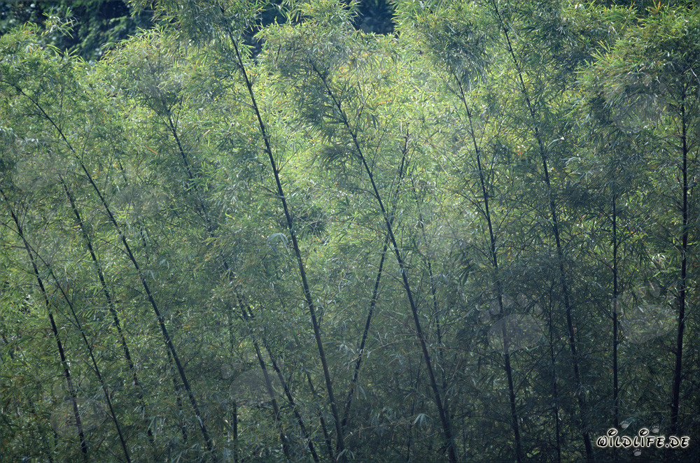 Plantas de bambú en la exuberante selva de Viti Levu, Fiyi