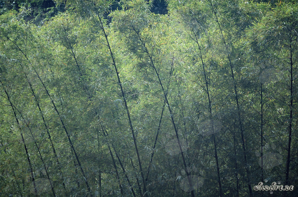 Plantes de bambou dans la luxuriante forêt tropicale de Viti Levu, Fidji