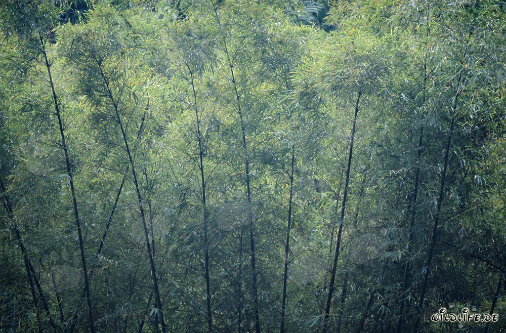 Majestic Bamboo in the Lush Rainforest of Viti Levu, Fiji