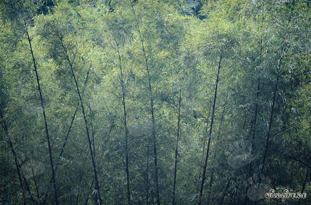 Bambou majestueux dans la luxuriante forêt tropicale de Viti Levu, Fidji