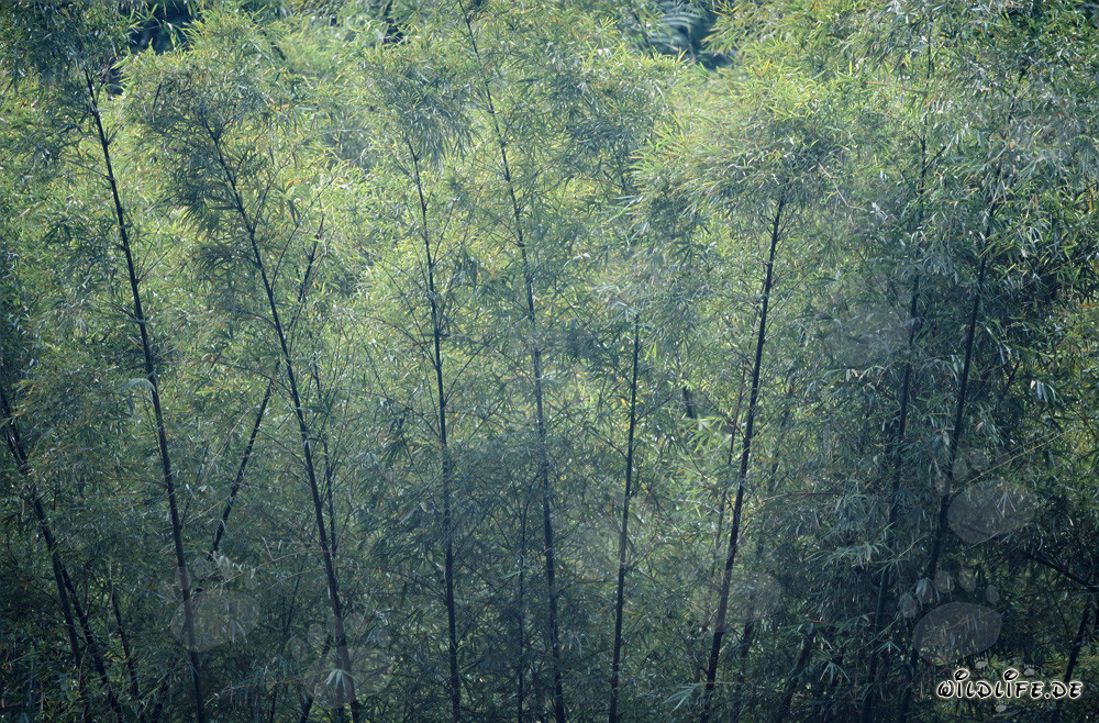 Bambù maestoso nella lussureggiante foresta pluviale di Viti Levu, Figi